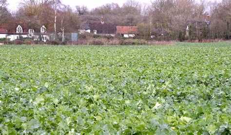  Rapeseed: Desvendando as Aplicações Industriais deste Tesouro Oleoginoso!