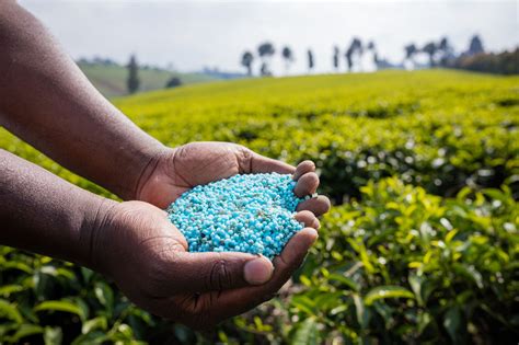 Ureia na Produção de Fertilizantes: Um Olhar Detalhado Sobre Essa Matéria-Prima Essencial!